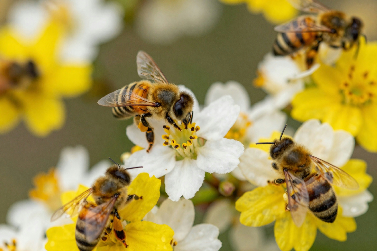 Uno studio stima che potrebbero esistere fino a 26.000 specie di api ancora da scoprire